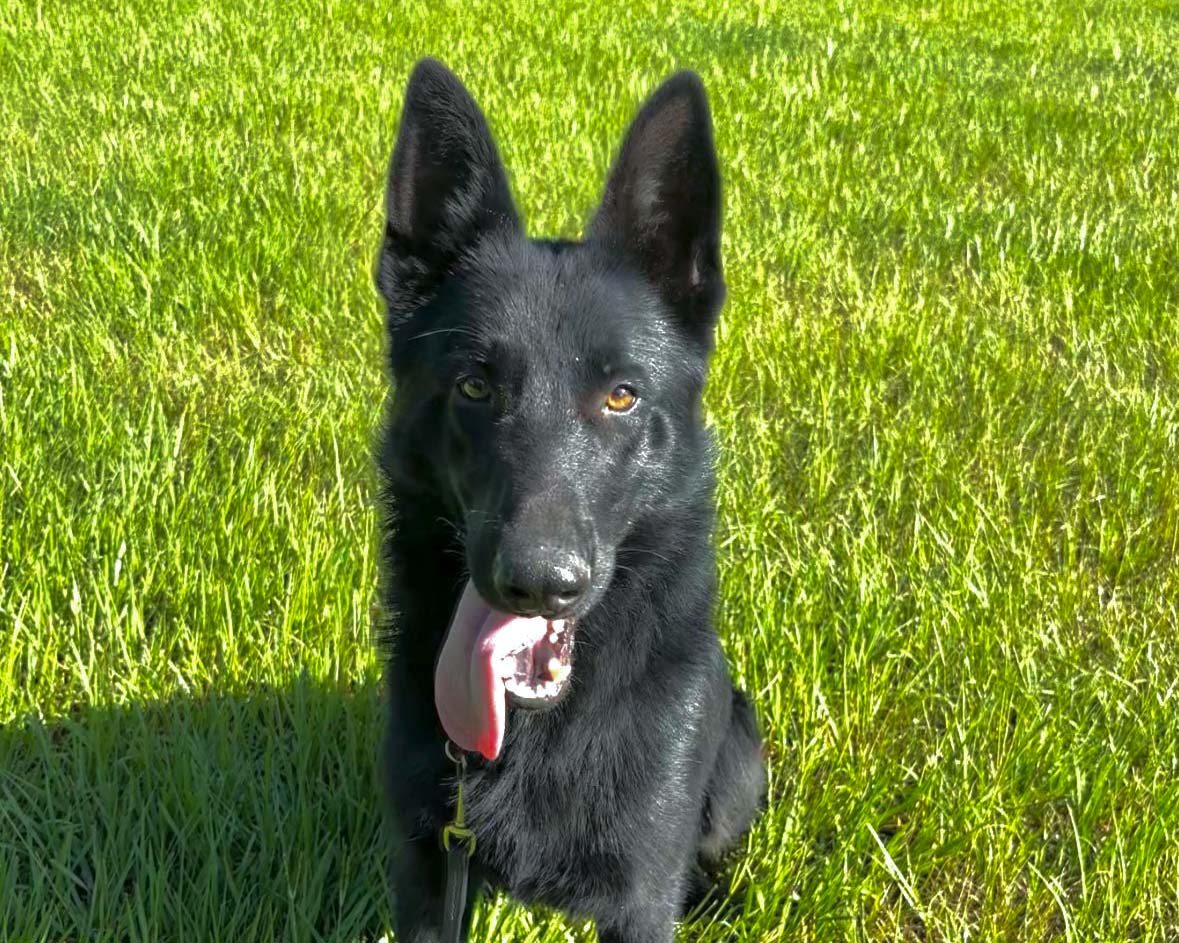 Sparky the service dog