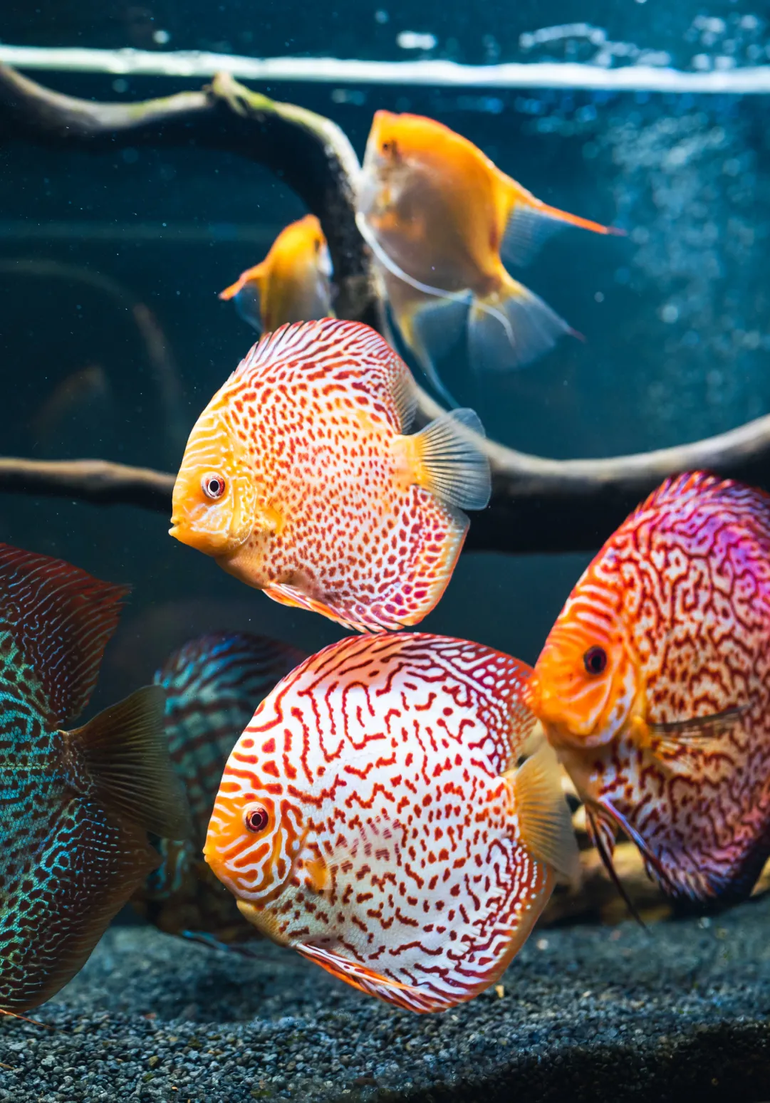 Busts at a legal library