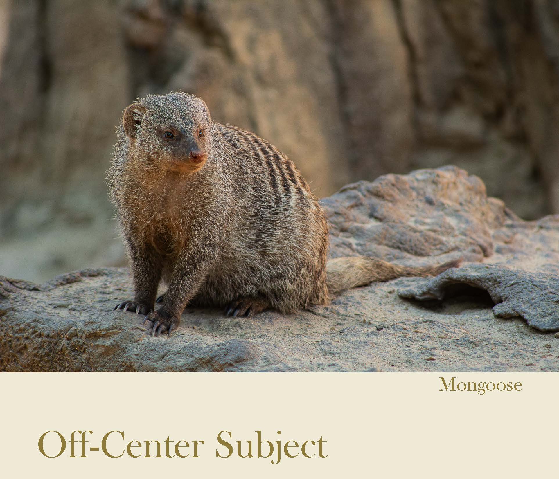 a mongoose sitting on a rock