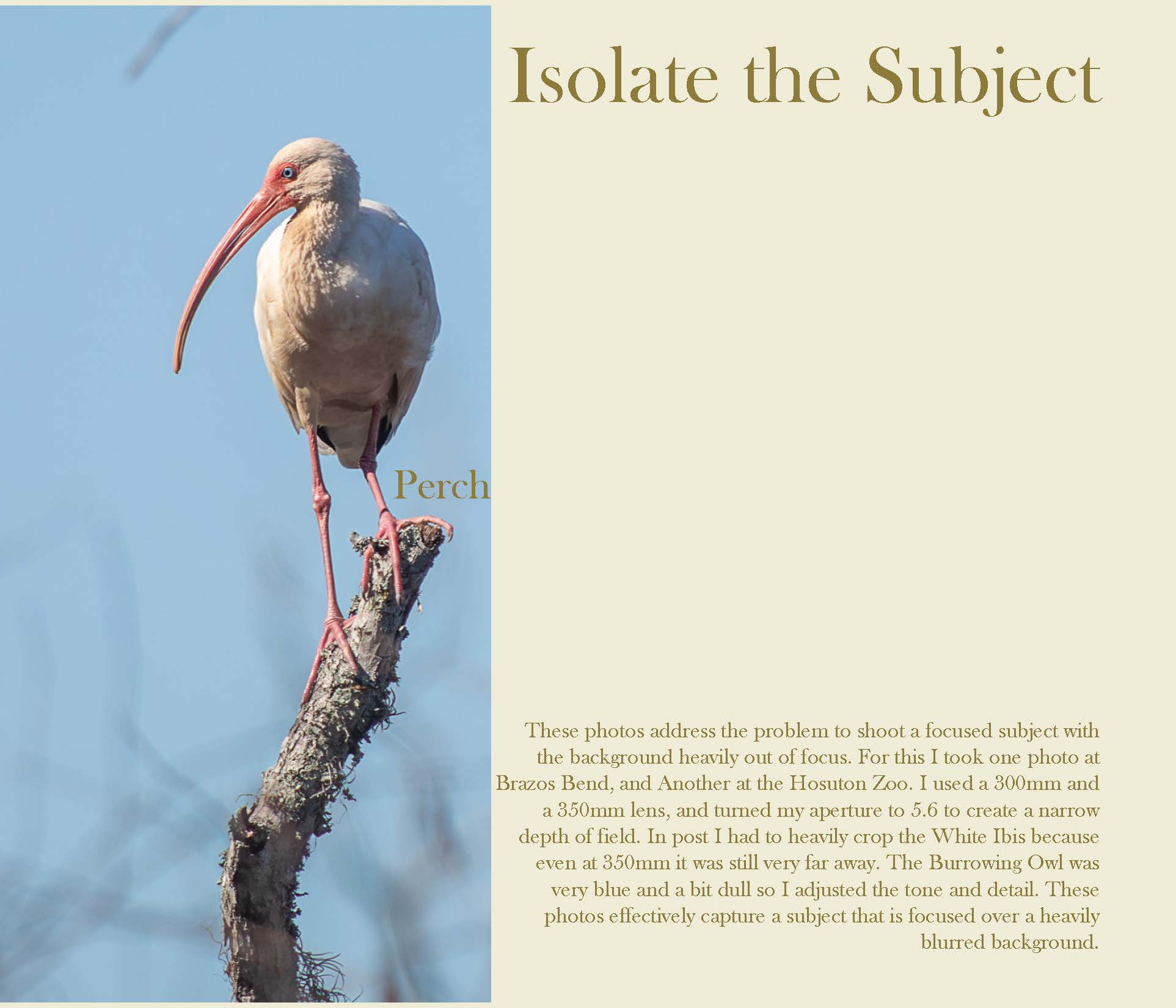 a white ibis on a tree branch