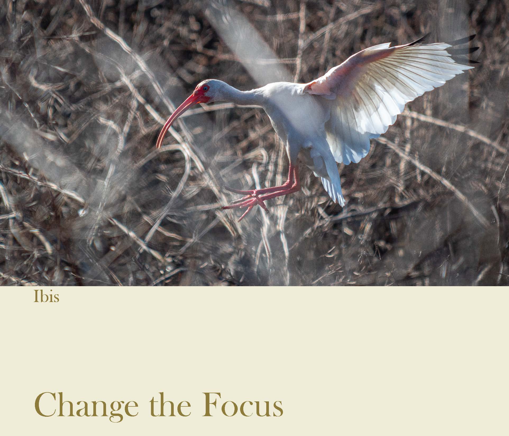a white ibis flying through dry branches