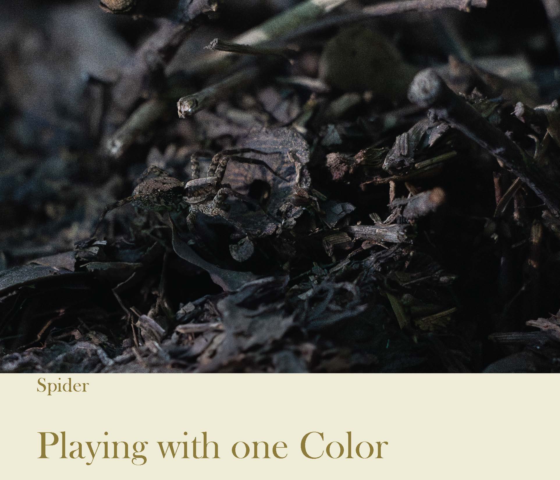 a small brown spider hidden among brown mulch