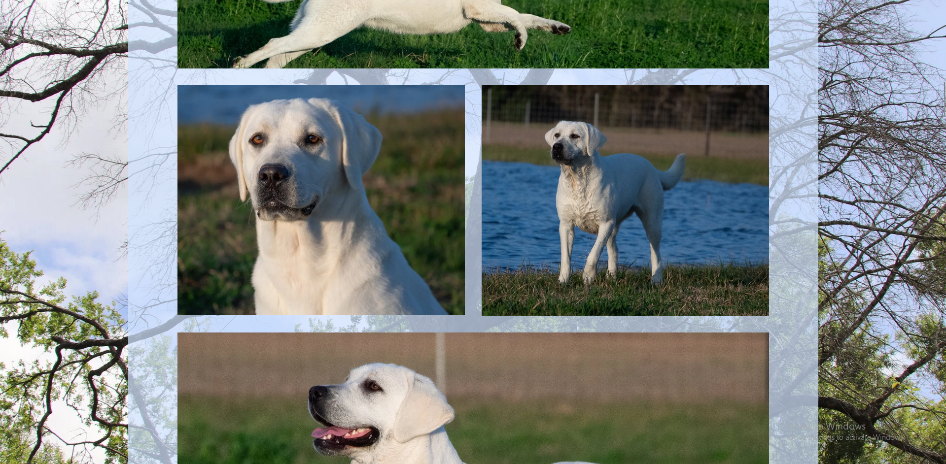 Martin lake website individual dog gallery