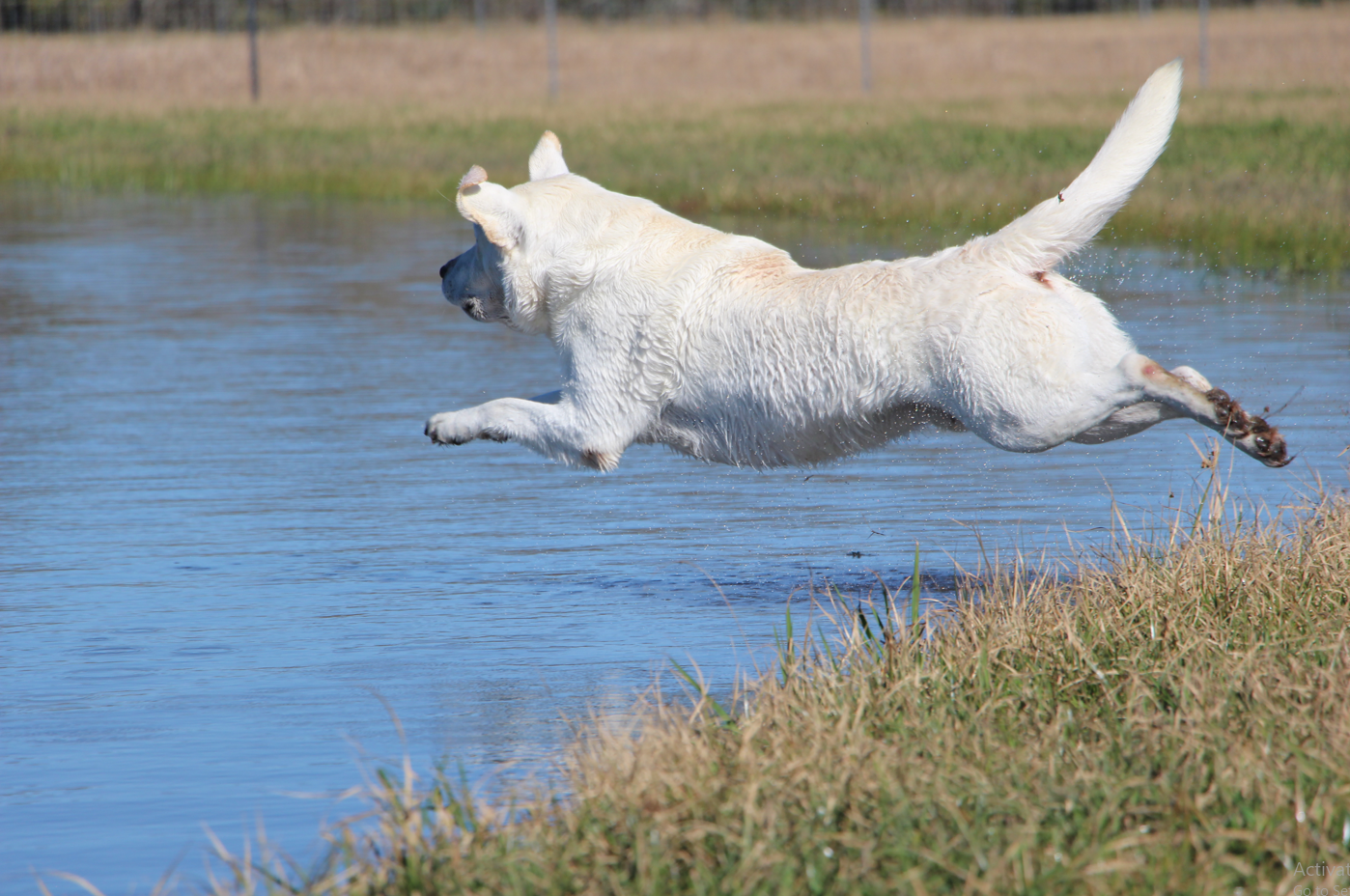 A white Labrador retriever jumping into a pond in mid air