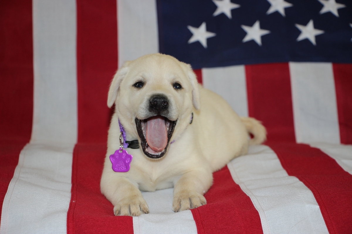 white puppy smiling sitting on an American flag