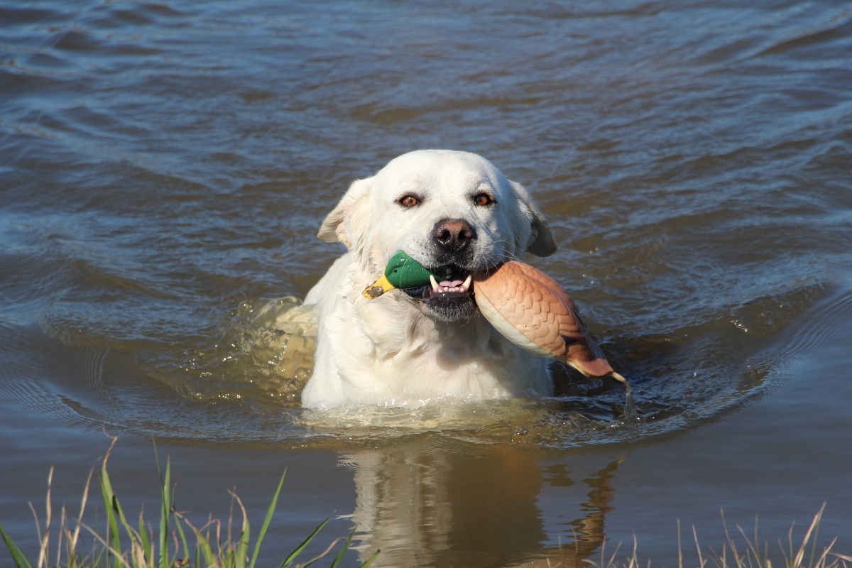 White dog emerging from a pond with a duck decoy in it's mouth