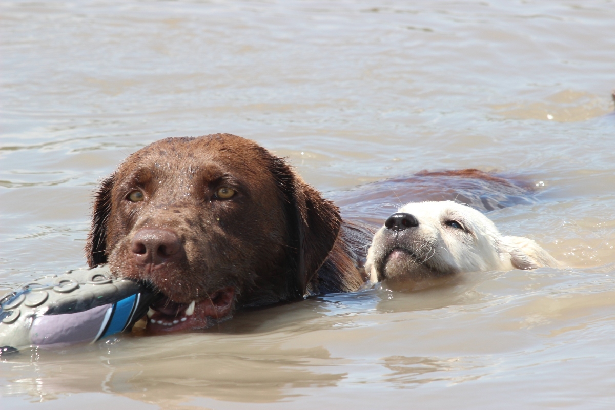 adult brown dog with fake duck in it's mouth swimming with little white puppy