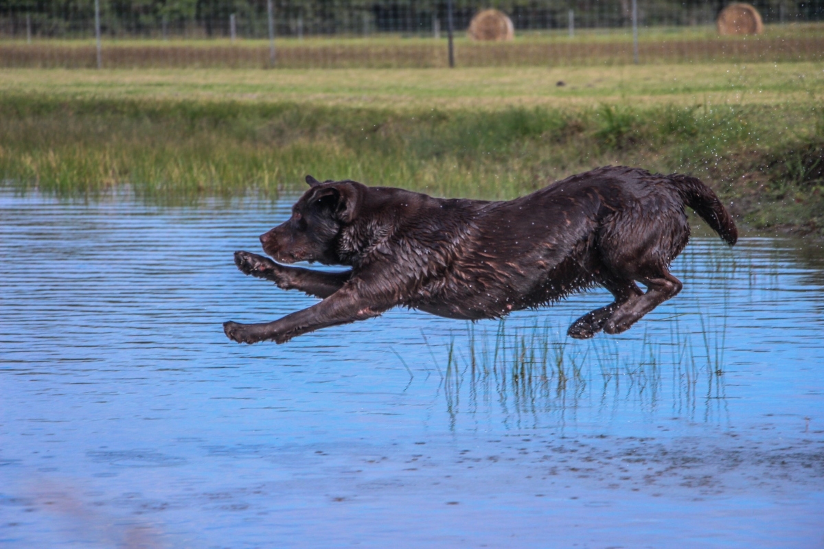 brown dog jumping into a pond in mid air