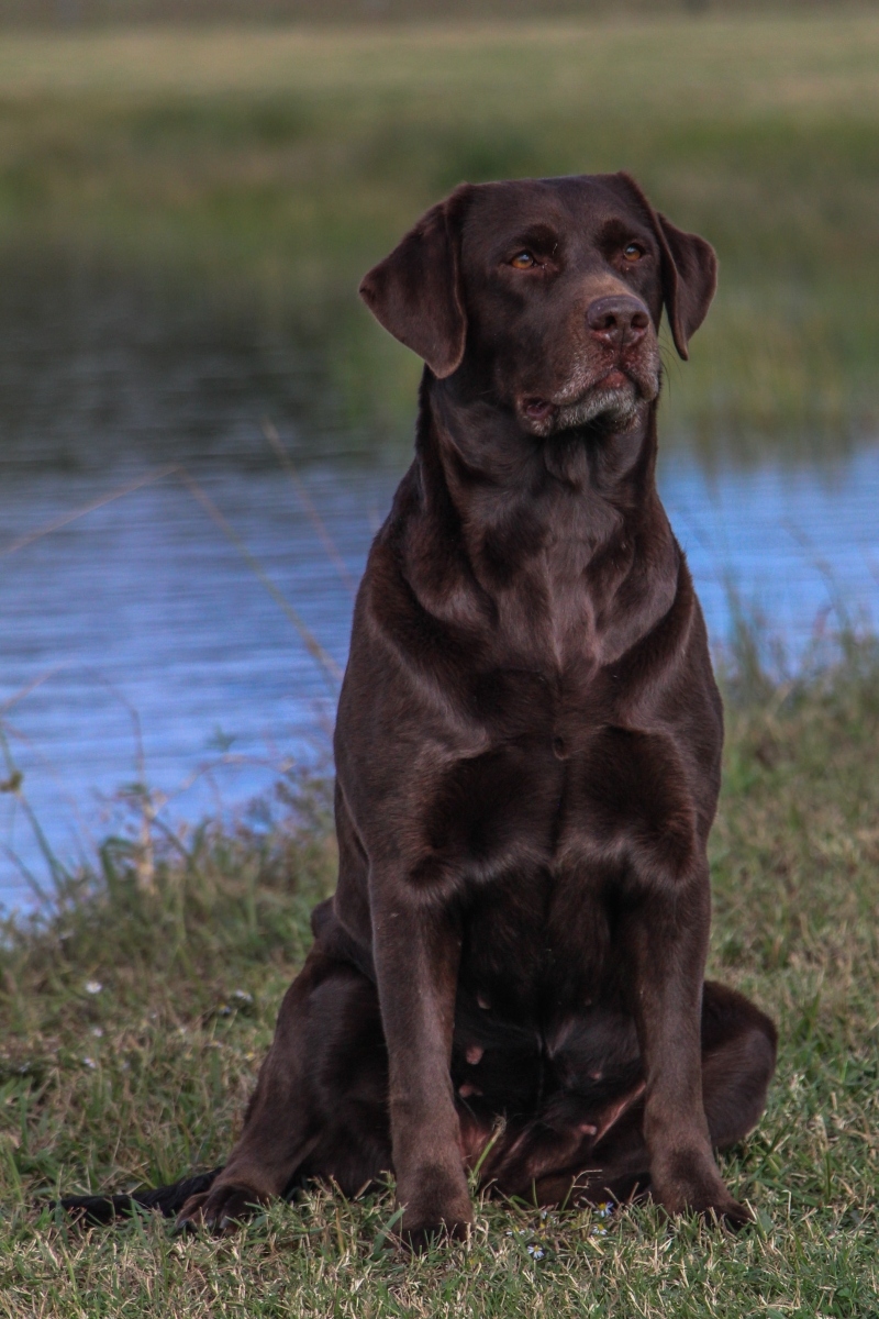 brown dog sitting in front of a pond