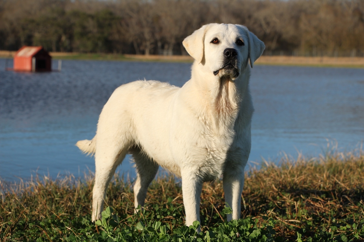 white dog in front of a pond