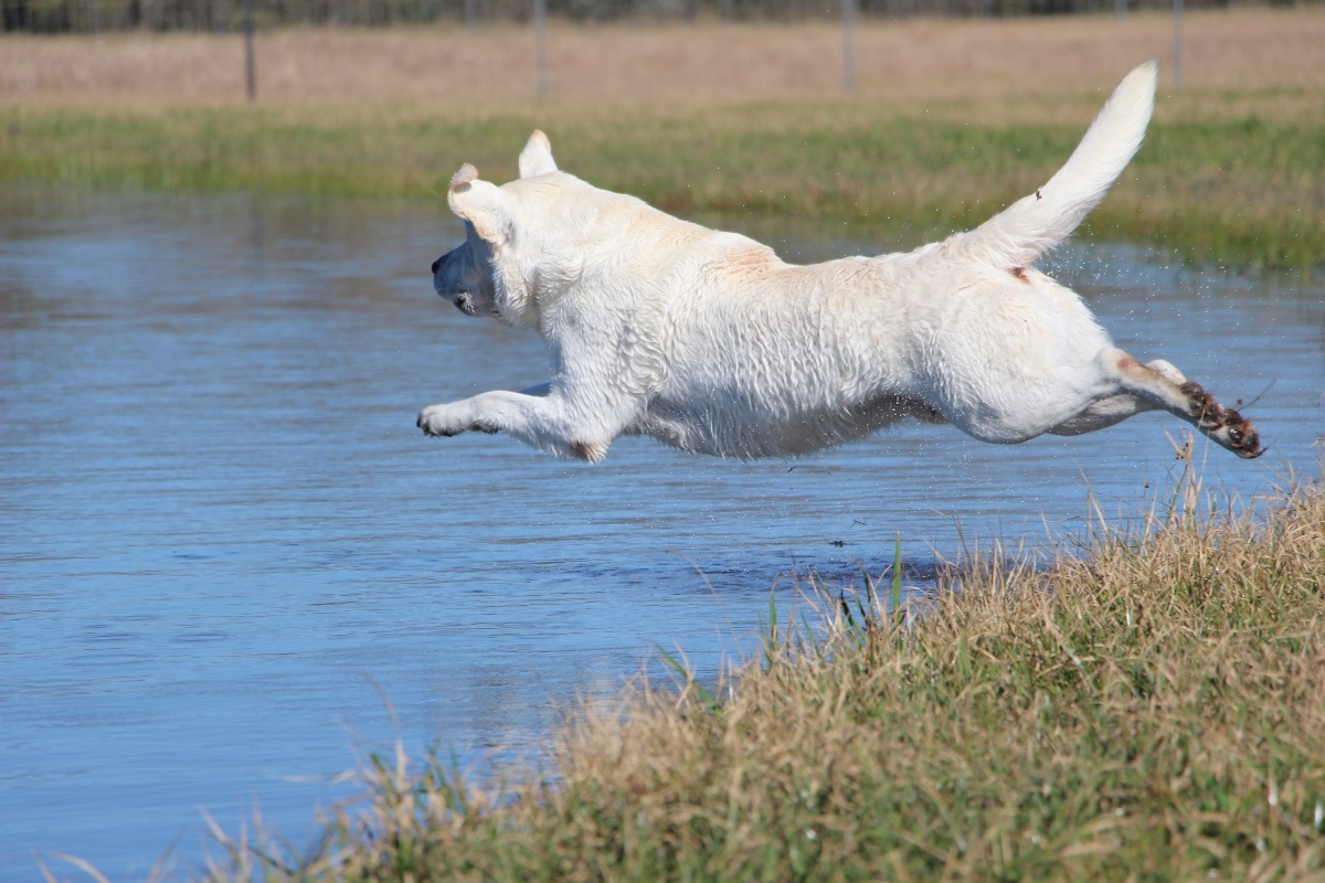 white dog jumping into a pond in mid air