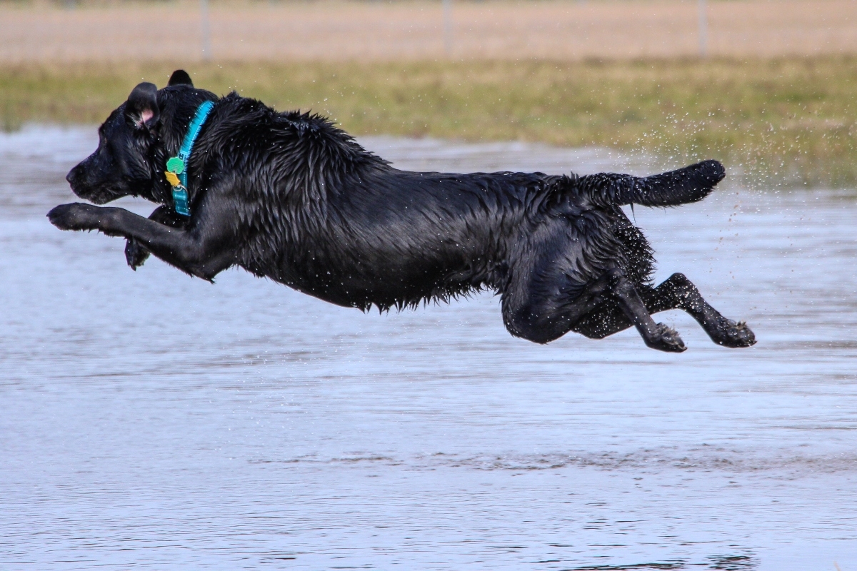 black dog jumping into a pond in mid air