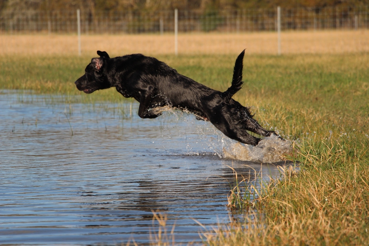 black dog jumping into a pond