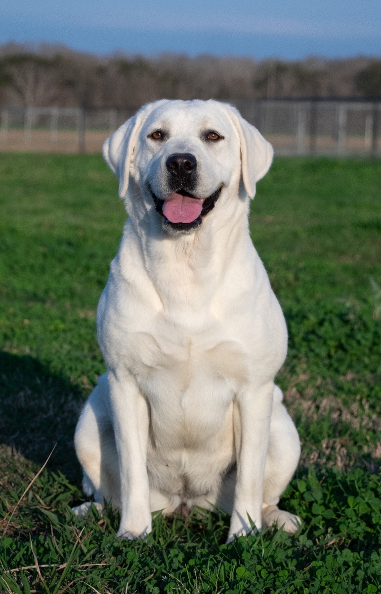 white dog in a field smiling