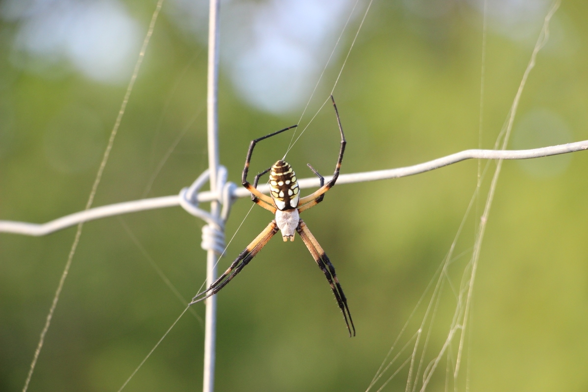 yellow garden spider on a fence