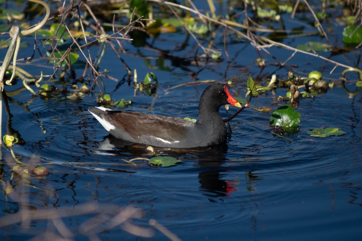 black duck swimming in a pond