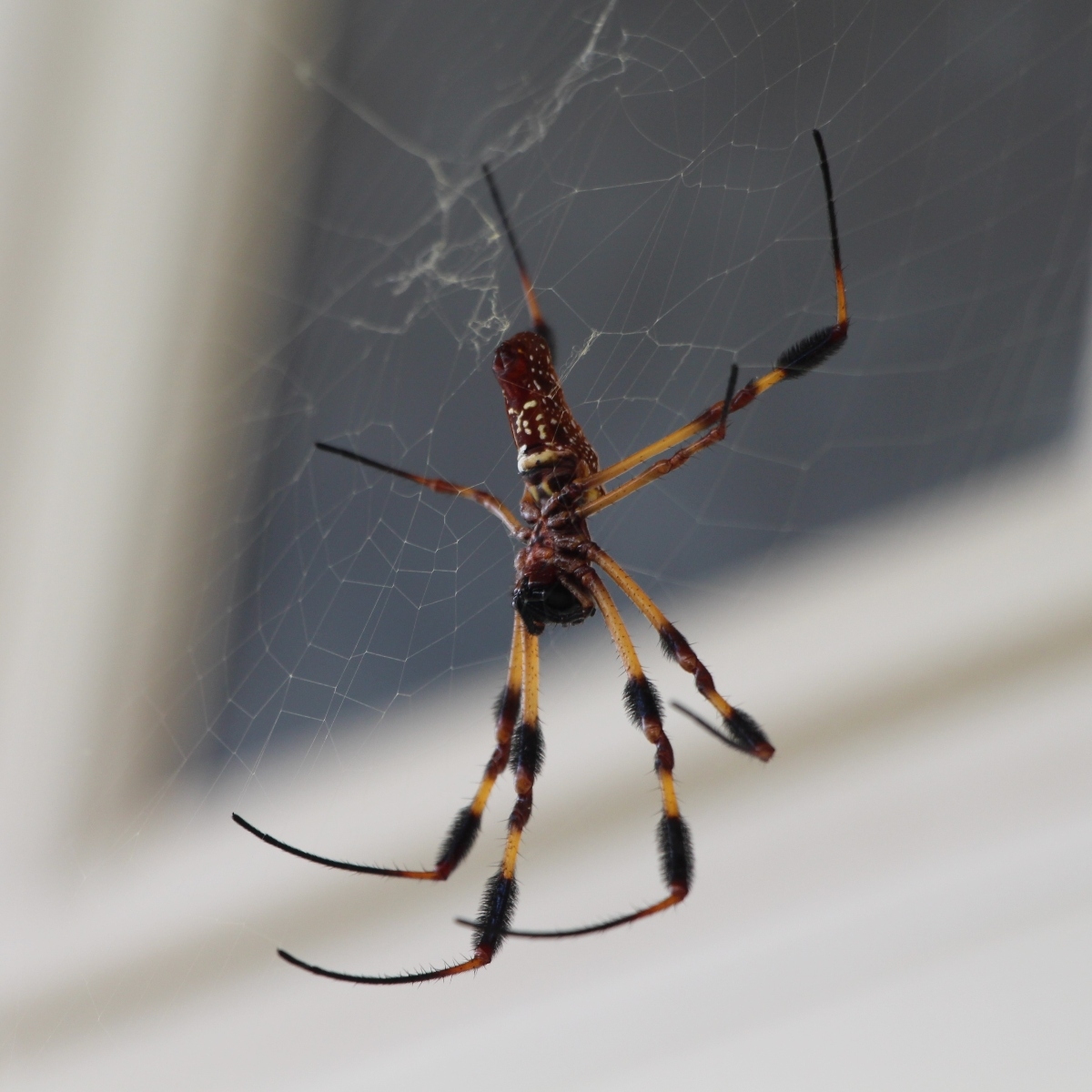 banana spider on a web