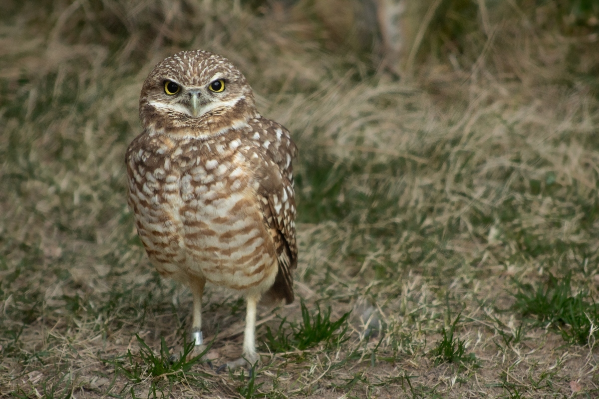 A small owl standing on the ground
