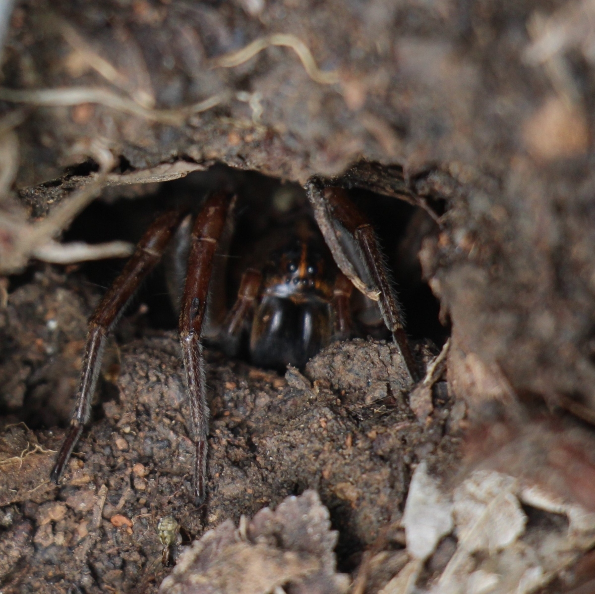 Big spider creeping out of a whole in the ground