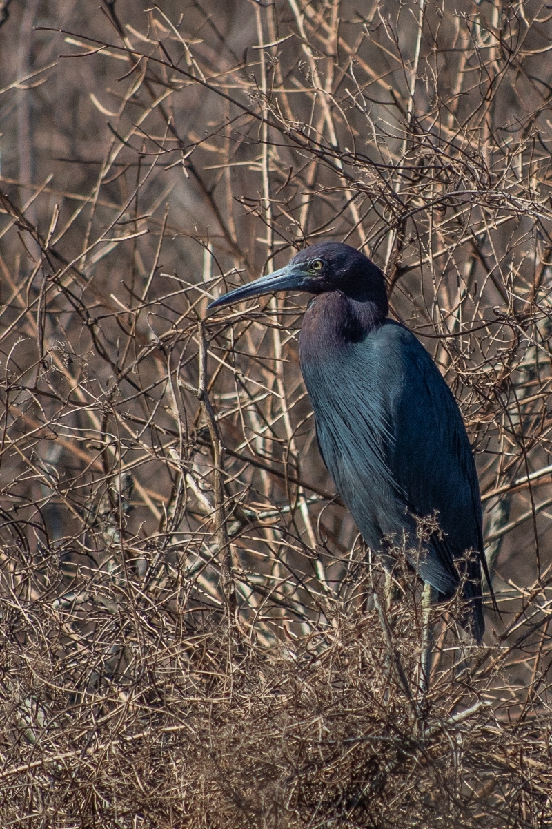 big black bird sitting around dry bare branches