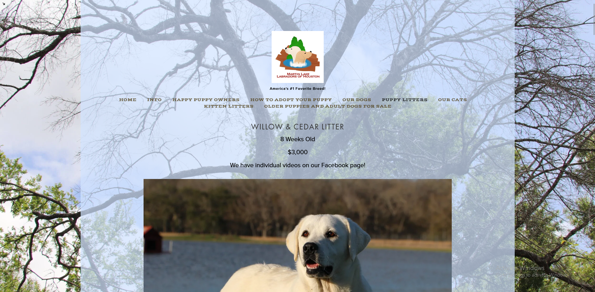 Martin lake website individual dog gallery