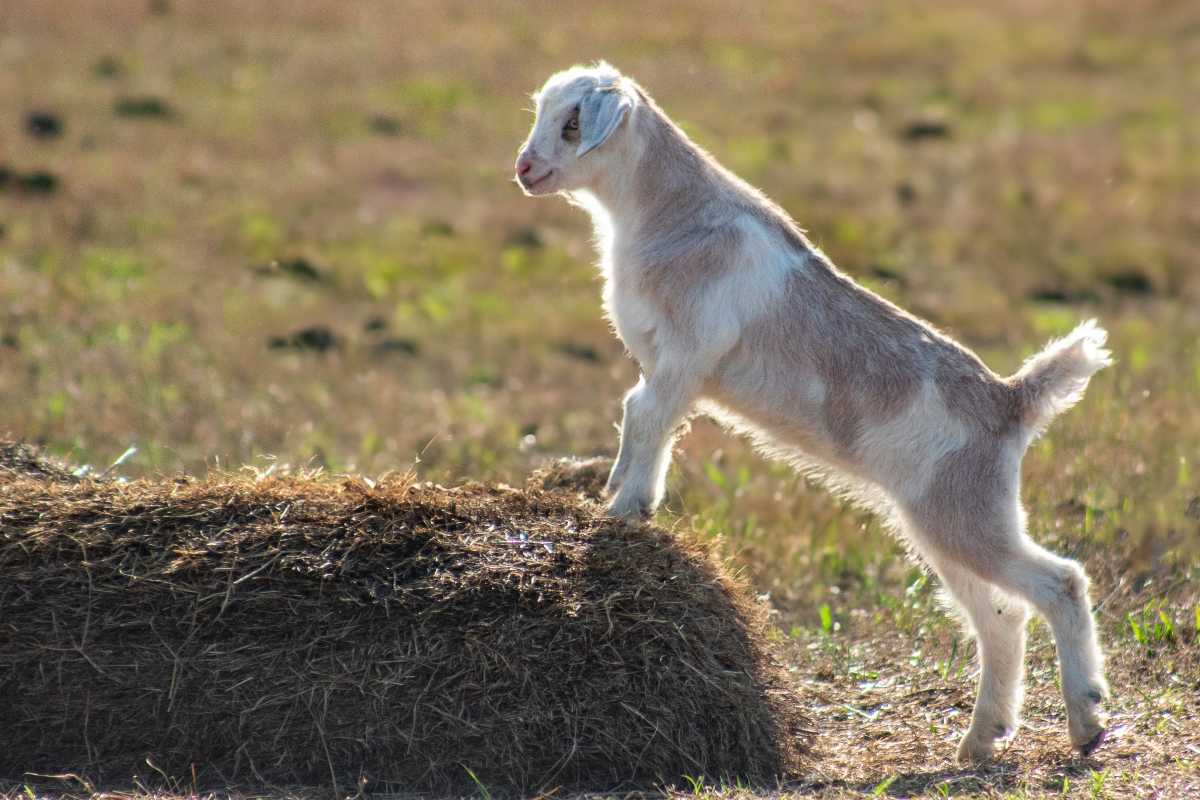 a baby goat on a farm standing up onto a pile of hay
