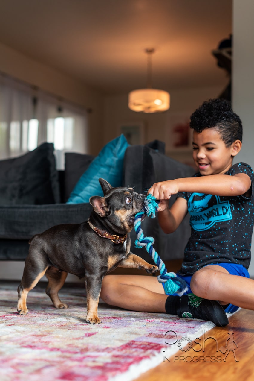 adopting a rescue dog 2