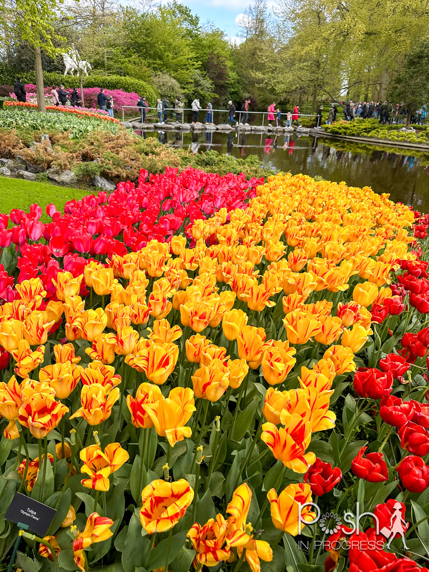 amsterdam tulips 2