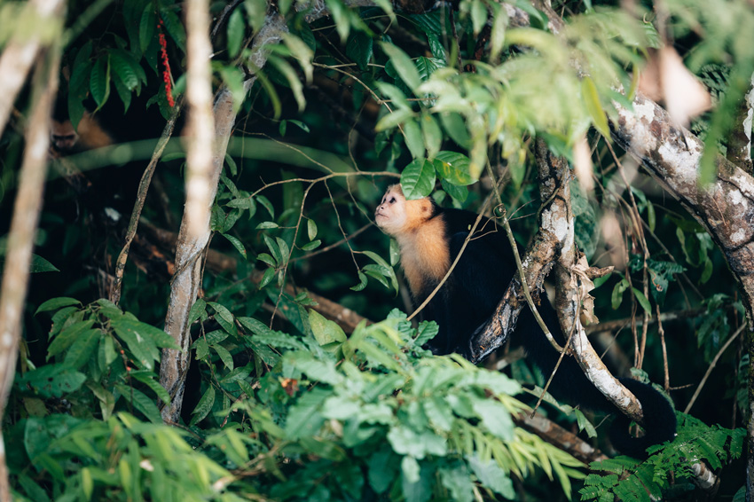 monkey island panama