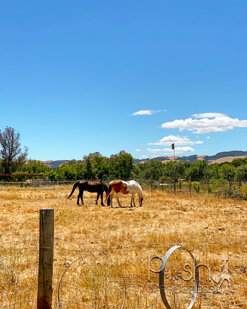 Sonoma Wine Tour by popular LA lifestyle blog, Posh in Progress: image of two horses in a field. 