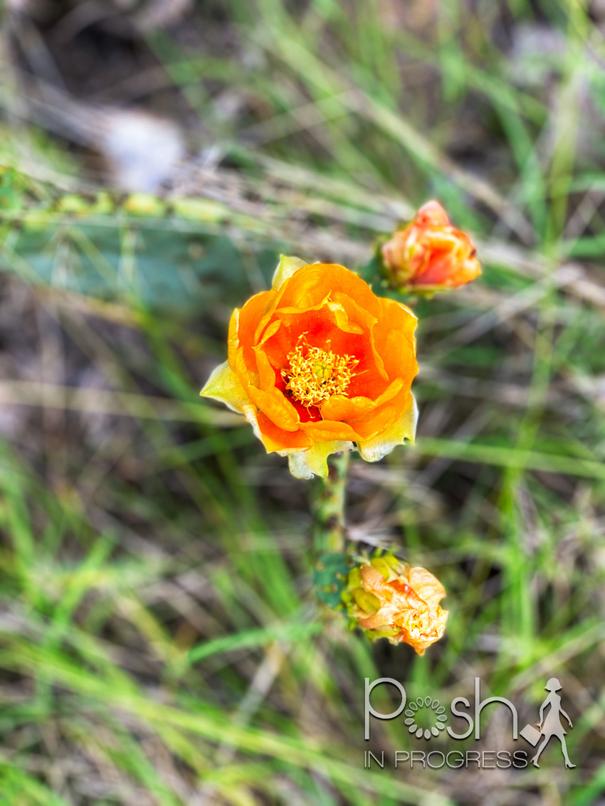 Hamilton Pool Reserve by popular LA travel blog, Posh in Progress: image of a orange flower at the Hamilton Pool Reserve. 