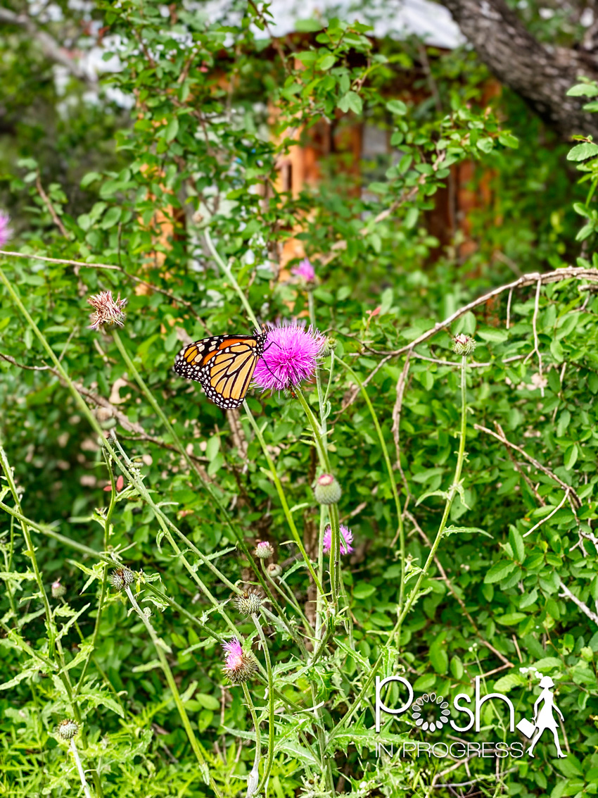 Hamilton Pool Reserve by popular LA travel blog, Posh in Progress: image of a monarch butterfly on a purple flower at the Hamilton Pool Reserve. 