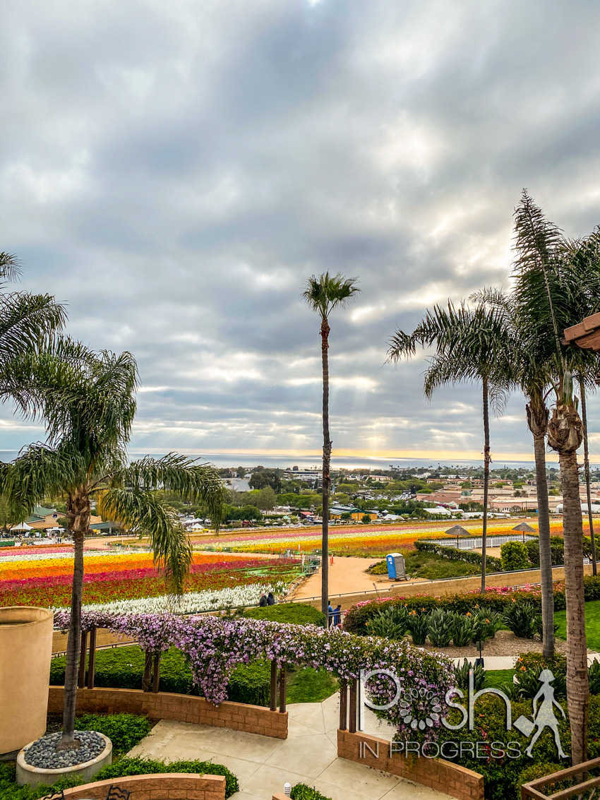 Carlsbad Flower Fields by popular LA lifestyle blog, Posh in Progress: image of the Carlsbad flower fields.