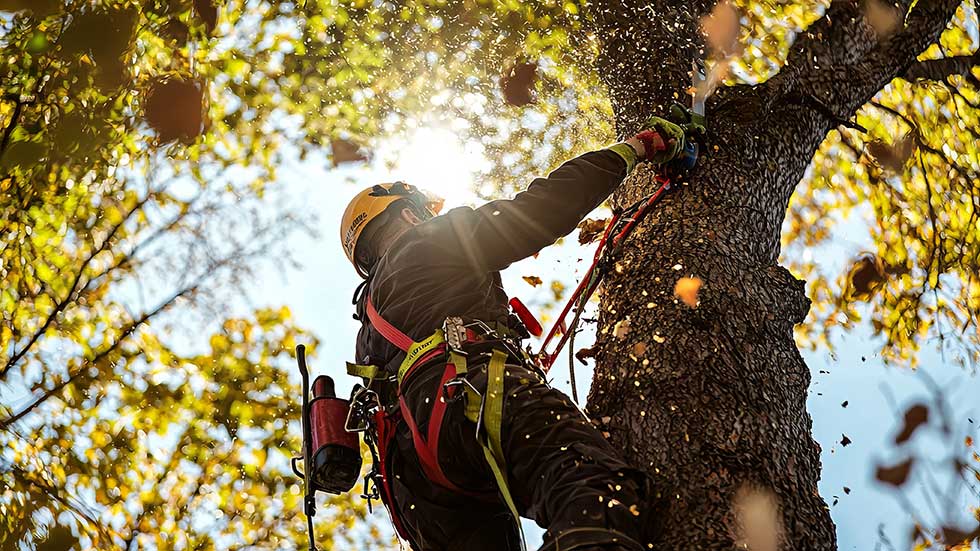 Tree pruning services in Rochester, NY