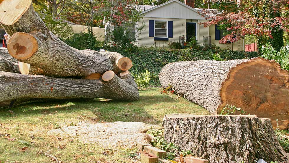 Tree removal in Rochester, NY
