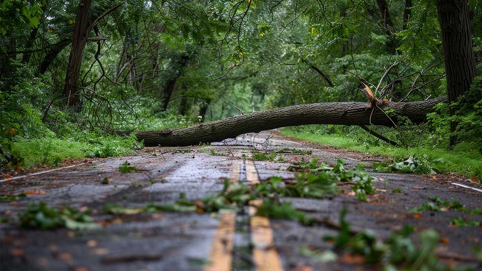 Emergency tree services in Rochester, NY