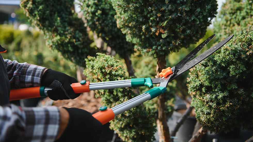 Birchcrest team member pruning a shrub