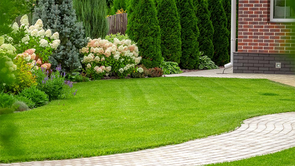 A green residential lawn with flowers blooming
