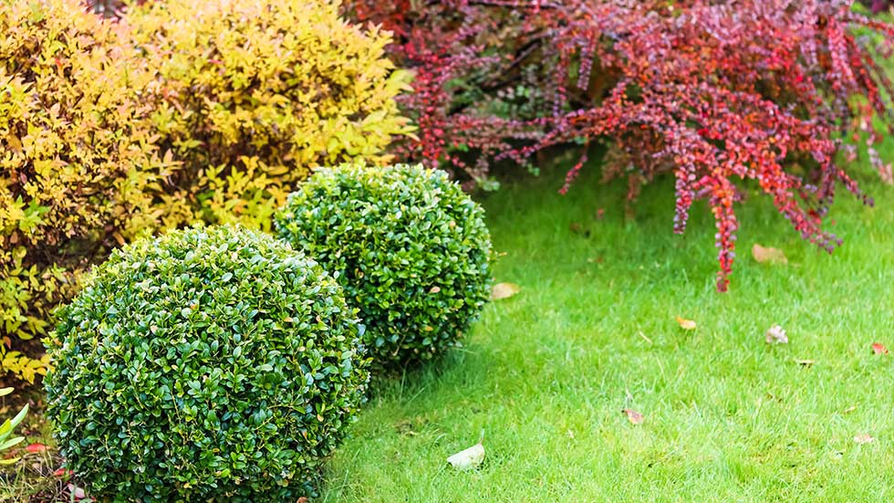 Shrubs and tree planting in Rochester, NY