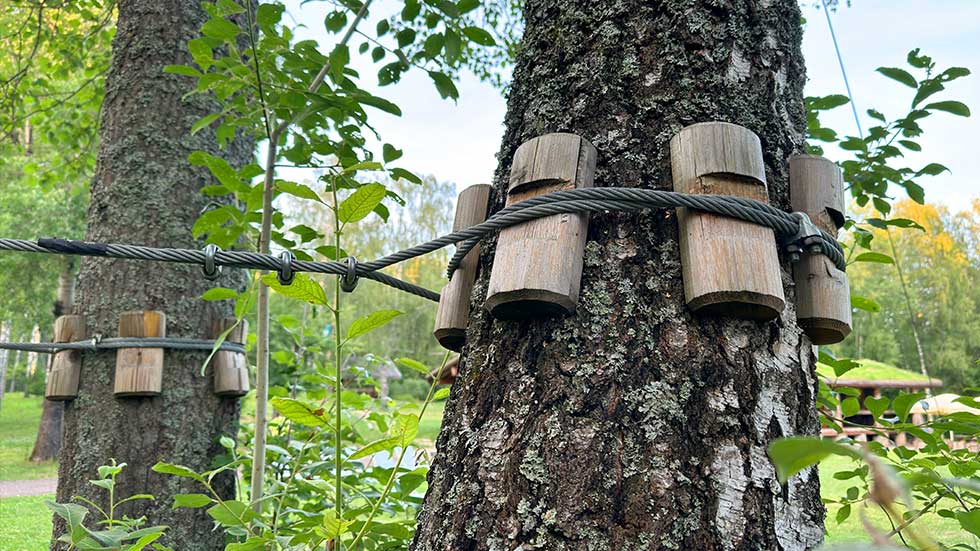 Professional cable support on a tree to keep it upright 