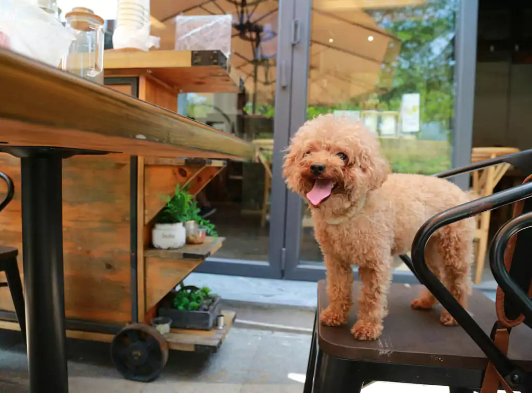 A happy, curly-haired dog sits on a chair at an outdoor café, tongue out and enjoying the fresh air. The rustic wooden décor and greenery create a cozy, pet-friendly atmosphere. Discover dog-friendly dining spots with Ambl.