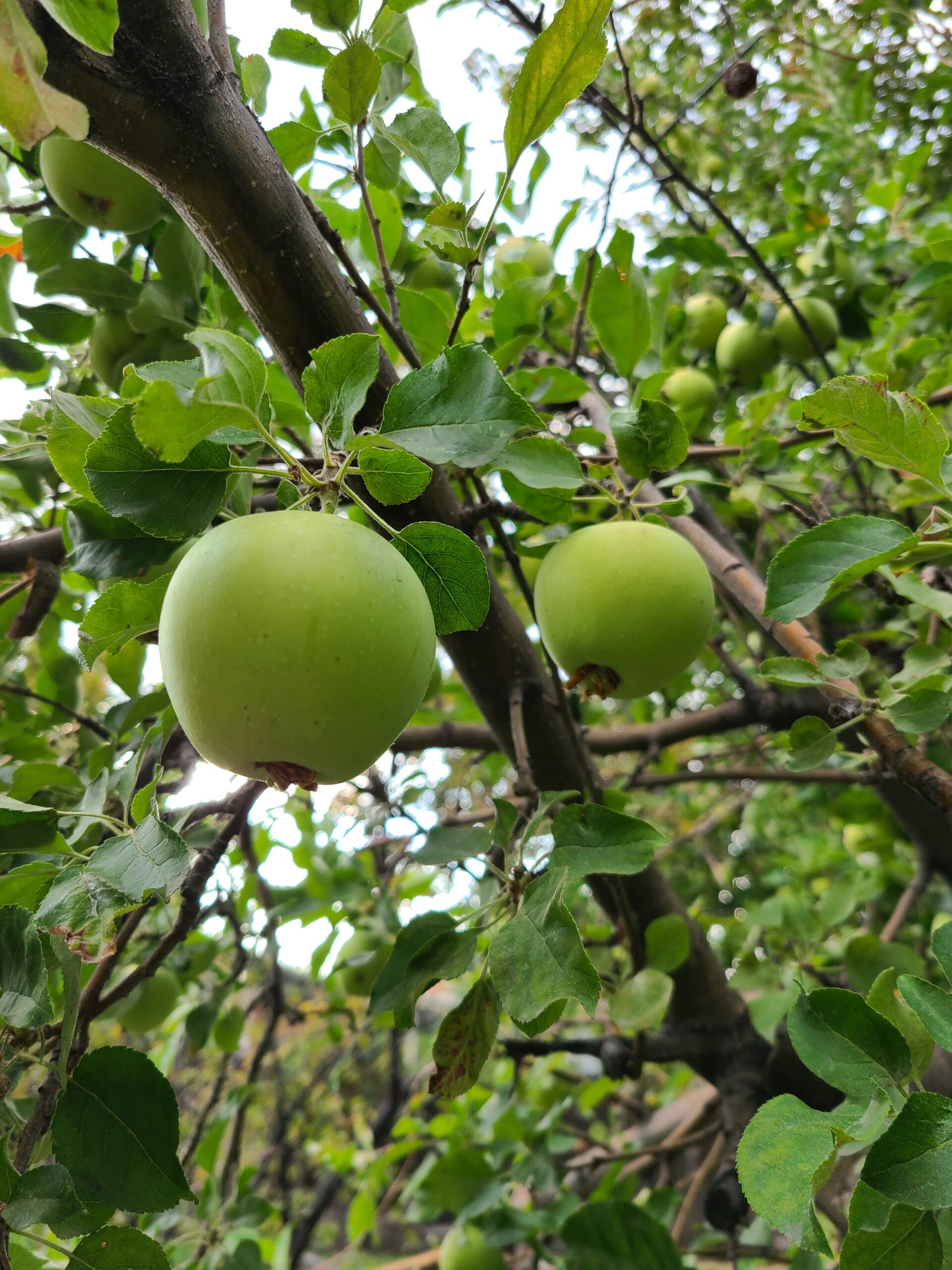 apple tree