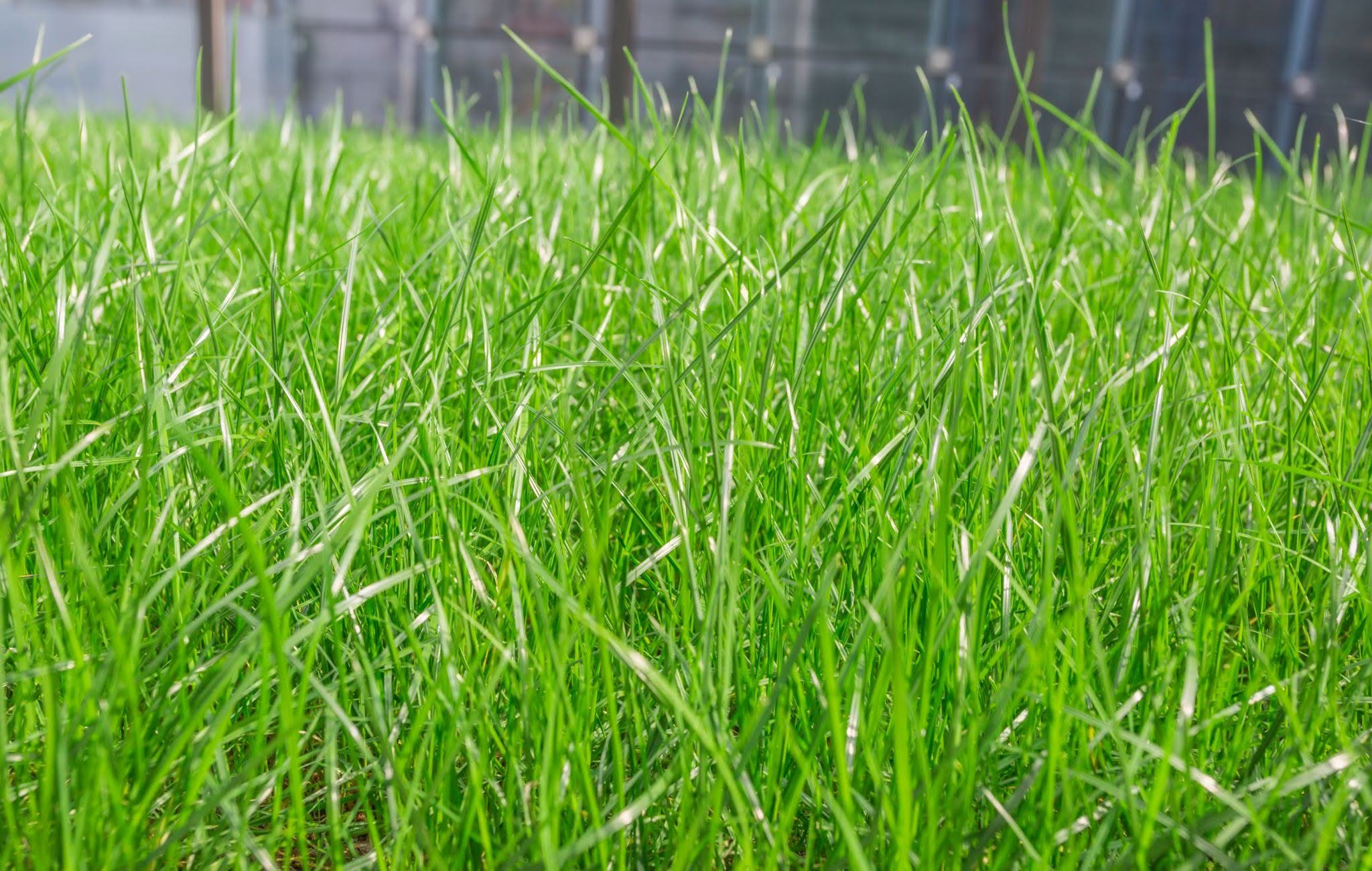 Fresh green grass in daylight