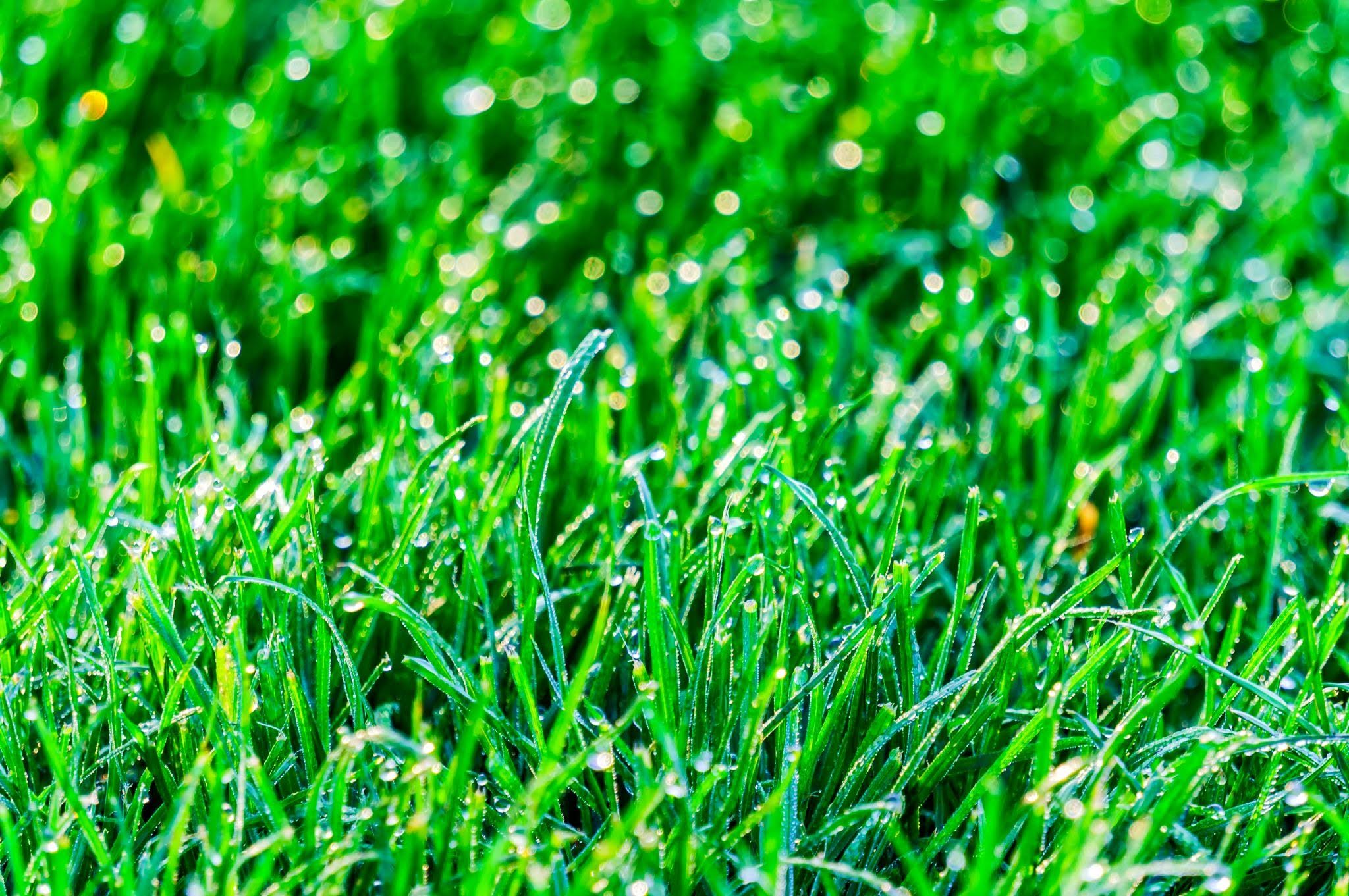Fresh green grass with water droplets