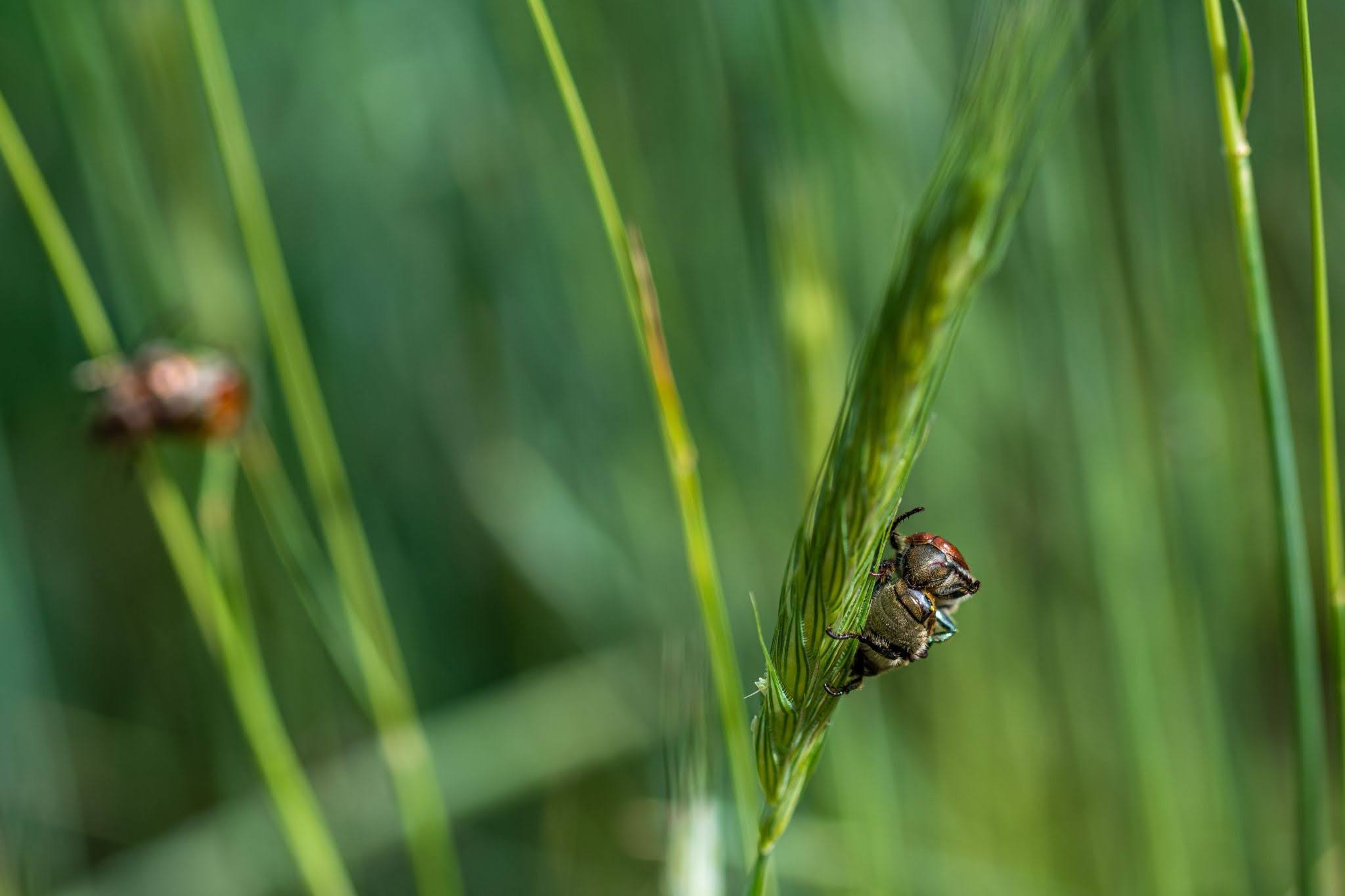 Close-up shot of the bugs on the wheatgrass