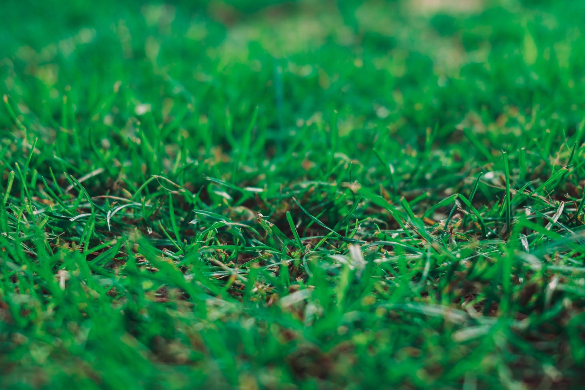 Healthy green lawn showing dense grass before aeration treatment