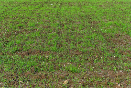 a lawn with multiple thin and bare soil patches