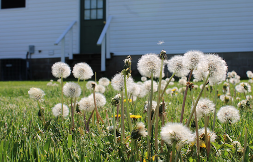 A sunny background with dandelions in full bloom