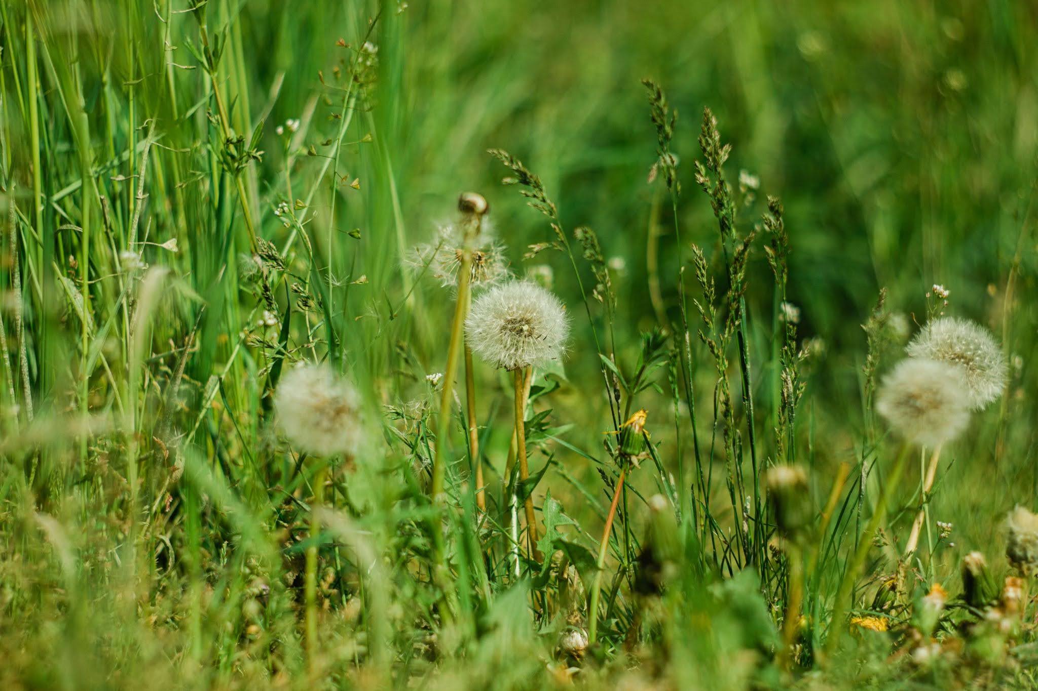  Residential lawn with visible weeds requiring professional weed control