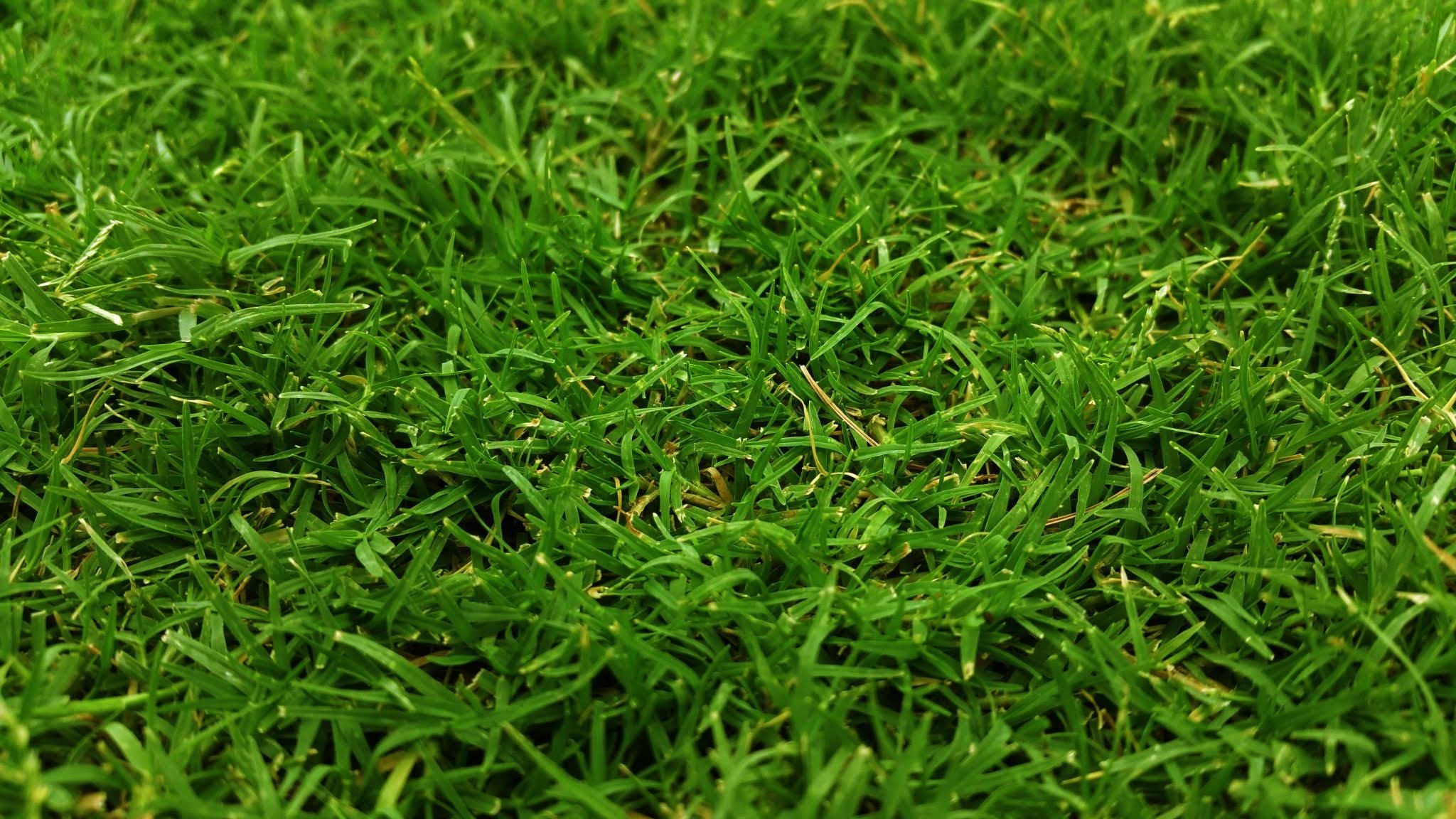 Healthy green lawn during Utah summer